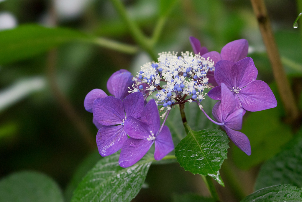 昭和記念公園【赤色の額紫陽花】②20170701