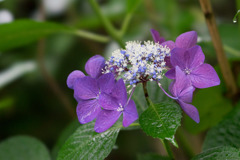 昭和記念公園【赤色の額紫陽花】②20170701