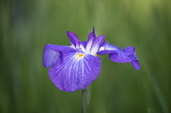 【生田緑地の花菖蒲(絞り)】④20150531