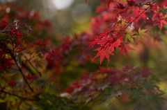 【ささぶねの道(紅葉)】③20151121
