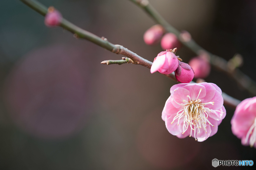 【大船植物園(唐梅)】20160206