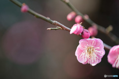 【大船植物園(唐梅)】20160206