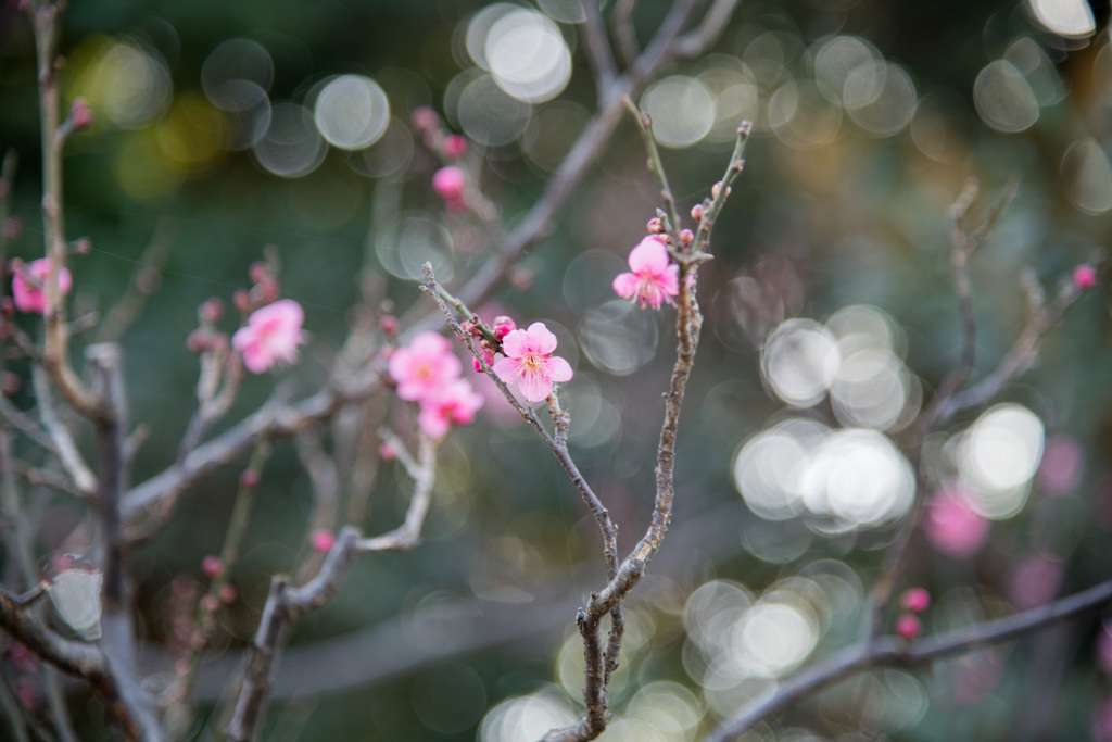府中市郷土の森【梅の花：佐橋紅】①20210116