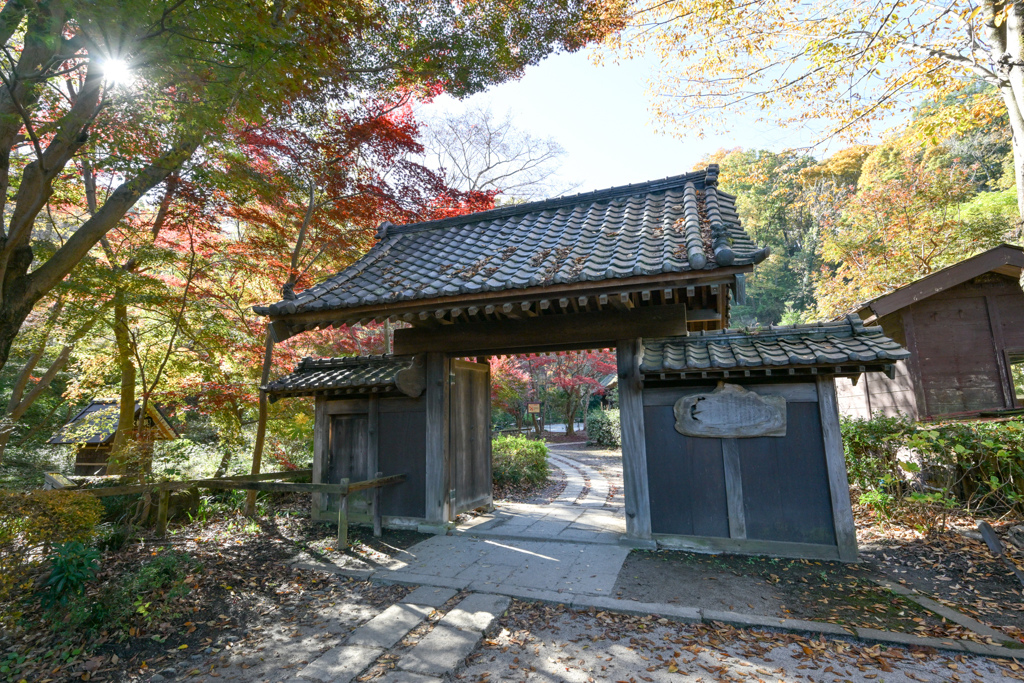 薬師池公園【薬医門と紅葉】②20241130