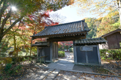 薬師池公園【薬医門と紅葉】②20241130