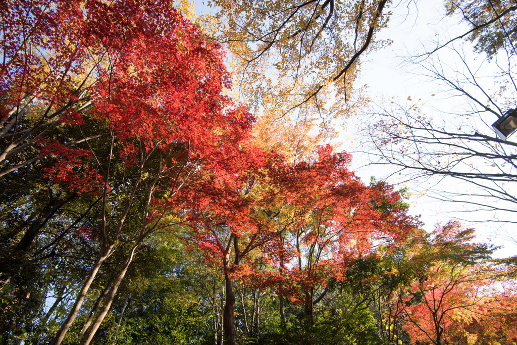 【ささぶねの道の紅葉】⑧20141123