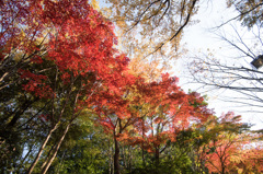 【ささぶねの道の紅葉】⑧20141123