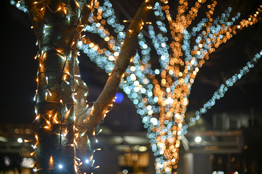 スキップ広場【Carl_Zeiss_50mm_f1.4】①20241217
