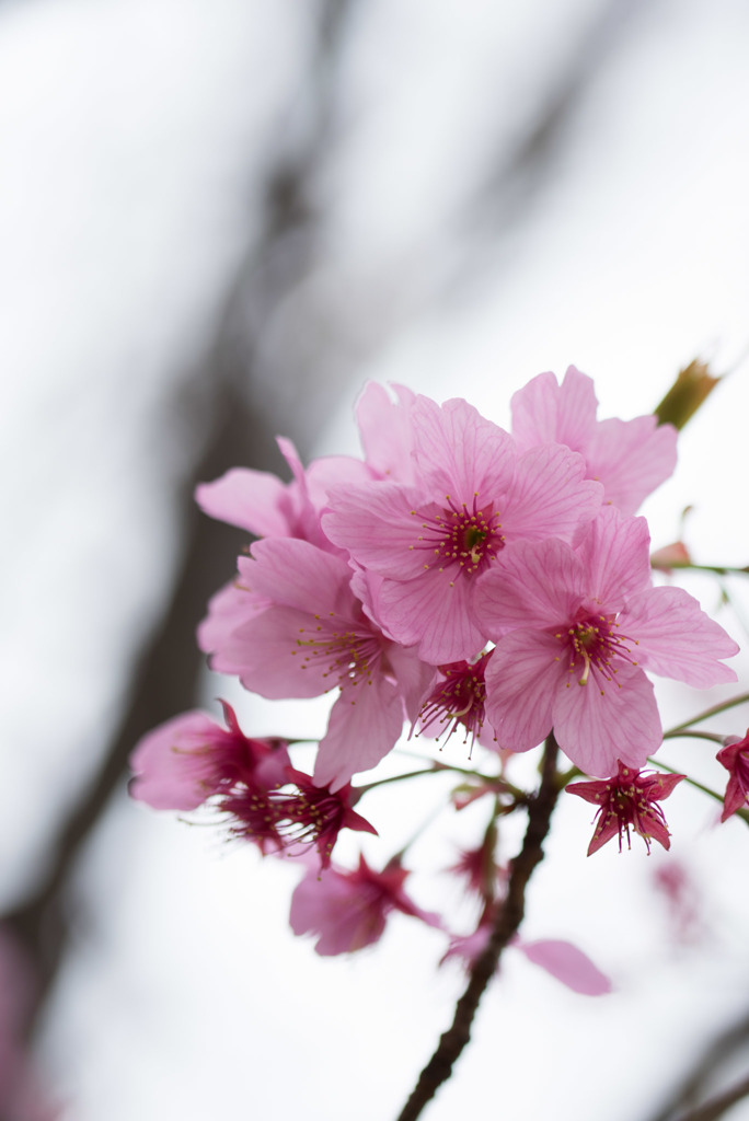 本牧山頂公園【サクラ：横浜緋桜】②20190330