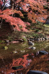 【小石川後楽園(通天橋付近の紅葉)】②20151212