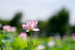 花菜ガーデン【田んぼたんぼの蓮(アップ)】④20250713