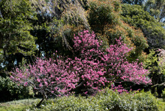 神代植物公園【ハナモモ：菊桃】①20190413