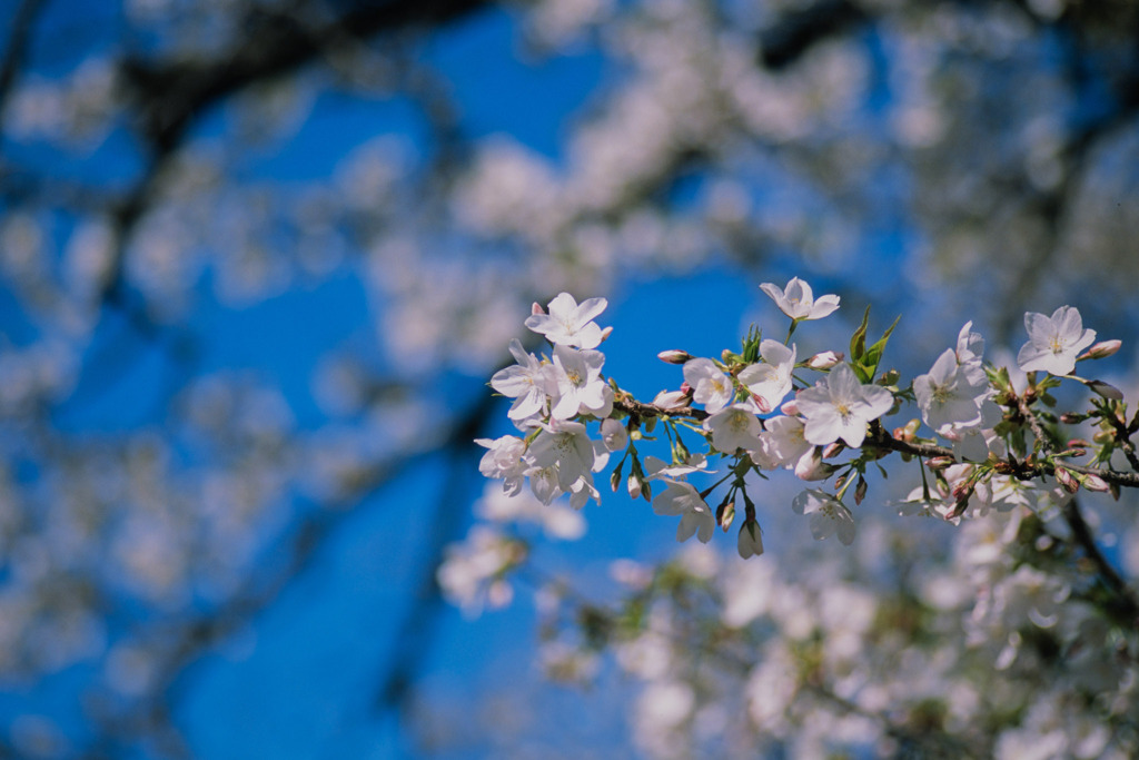 新宿御苑【サクラ：大島桜】④20200320