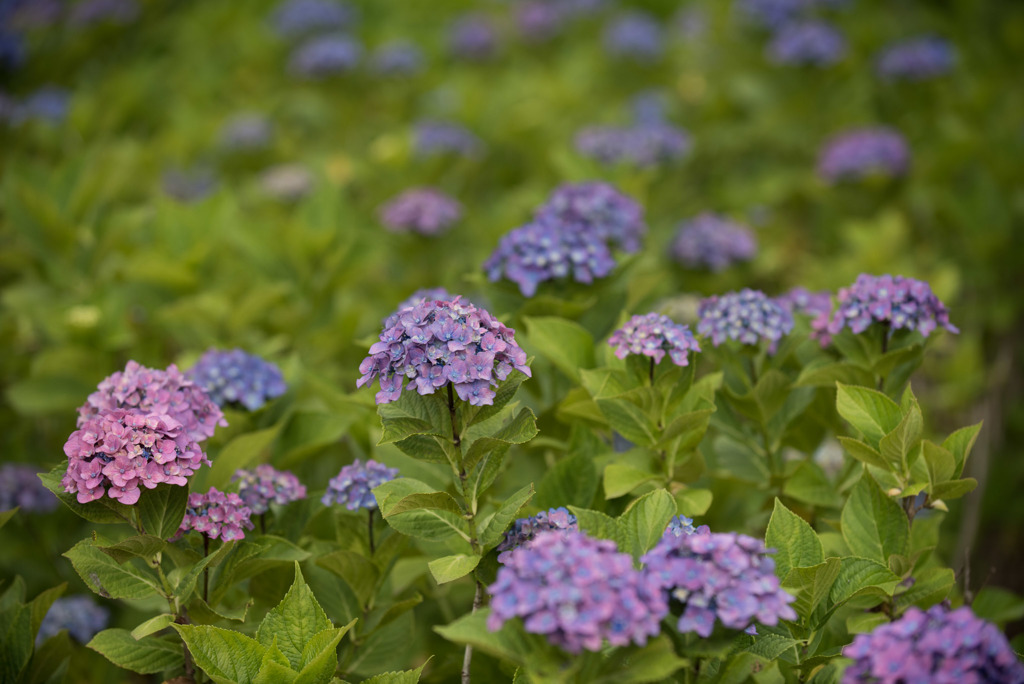 相模原北公園の紫陽花【ハルナ】20170618
