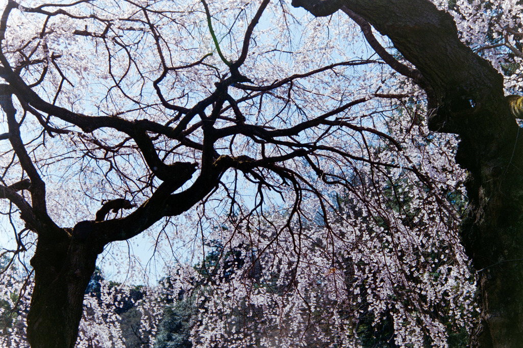 新宿御苑【サクラ：枝垂れ桜】銀塩20190324