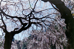 新宿御苑【サクラ：枝垂れ桜】銀塩20190324