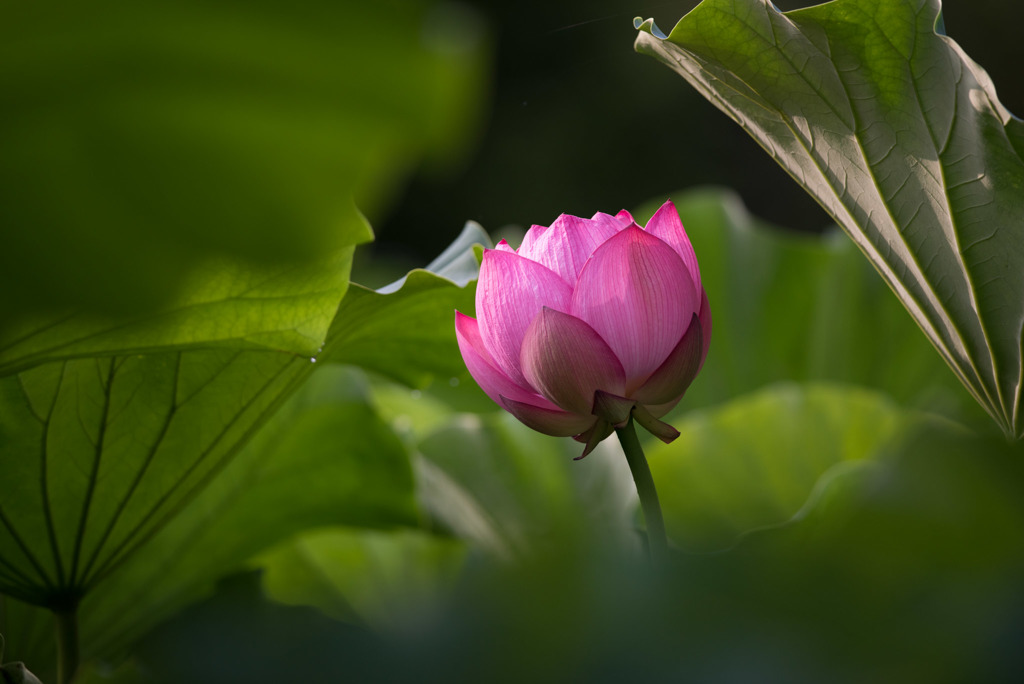 薬師池公園【大賀蓮】④20170729