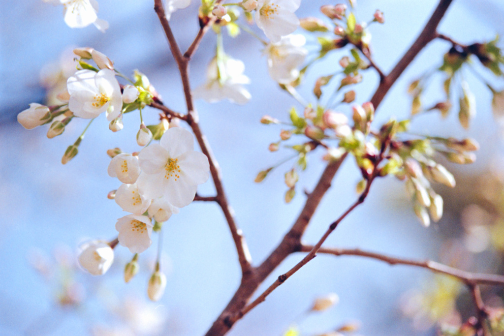 本牧山頂公園【桜：大島桜】③20220325銀塩NLP