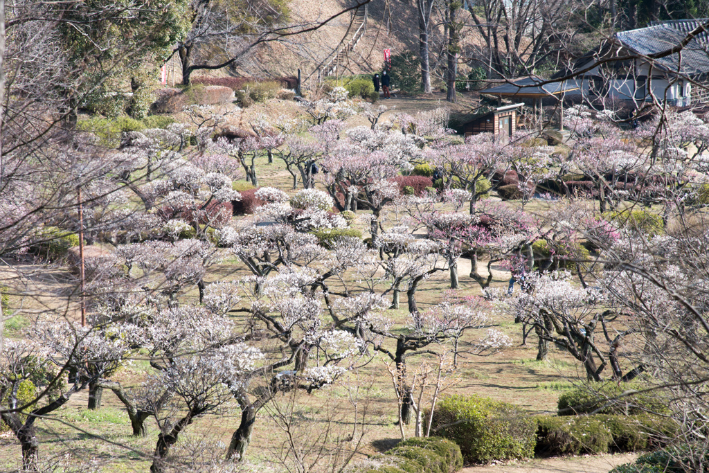 薬師池公園【梅林の遠景】②20220312