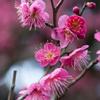 【大船植物園(大盃)】20150207.jpg