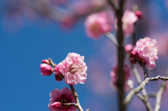 【小田原フラワーガーデン(蓮久)】②20150214