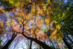 新宿御苑【もみじ山の紅葉】②20181215