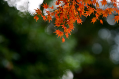 小石川後楽園【舟着付近の紅葉】⑤20241202