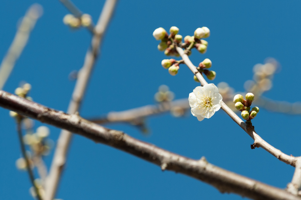 【小田原フラワーガーデン(月影)】②20150214