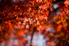 昭和記念公園【自転車道沿いの紅葉：モミジ】②20251117