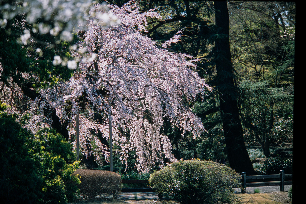 新宿御苑【サクラ：枝垂れ桜】①20200320