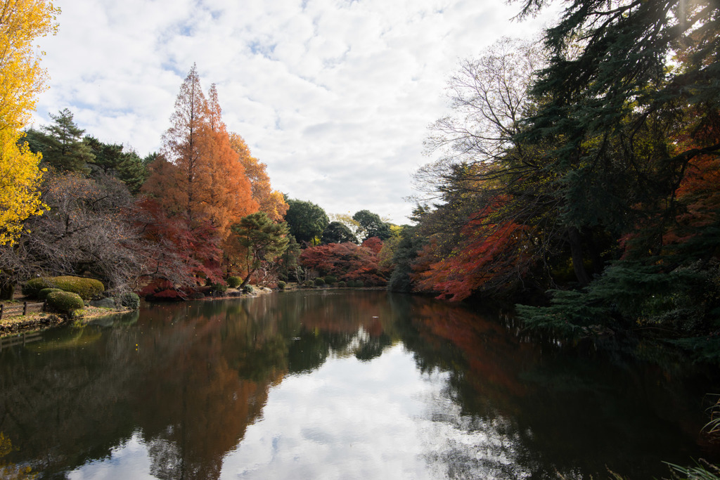 新宿御苑【下の池の紅葉】①20171202