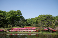 神代植物公園【つつじ園の遠景】20230413