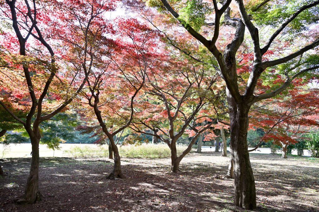 新宿御苑【新宿門の紅葉】①20251124