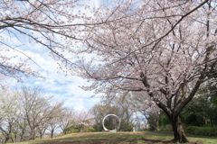 早朝ウォーキング桜巡り【都筑中央公園展望広場に咲く満開の桜】①20230324