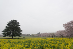 昭和記念公園【みんなの原っぱ東花畑】①20170409