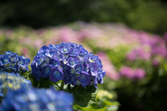 【相模原北公園(紫陽花：マリンブルー)】20160611