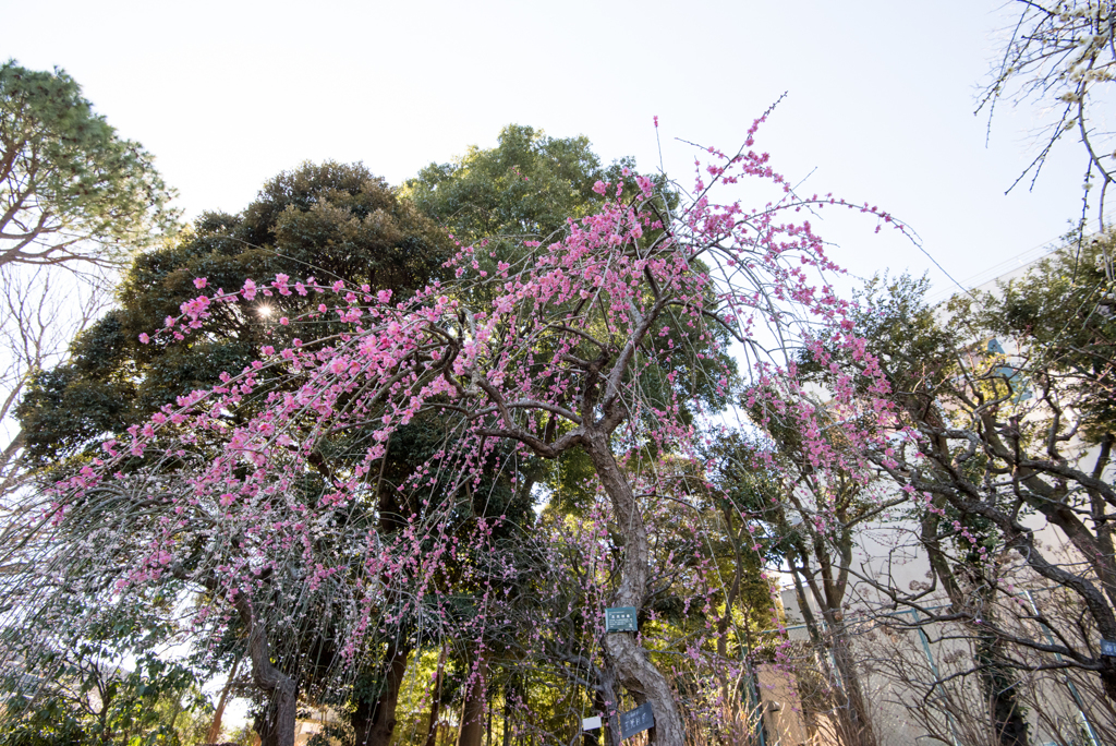 大船植物園【梅の花：玉光枝垂】20170219