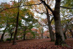 京都の紅葉【東福寺】③20201126