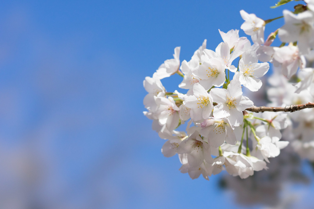 新宿御苑【サクラ：大島桜】②20190324