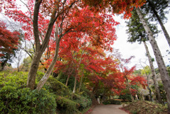 薬師池公園【旧荻野家手前の紅葉】①20171119
