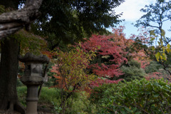 旧古河庭園【日本風の庭園】⑥20171126