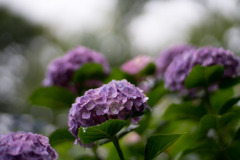 府中市郷土の森【アジサイ】e1、f=1.4_Planar_85mm
