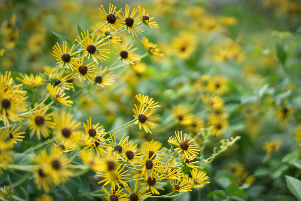 花菜ガーデン【ルドベキア：Black-Eyed Susan】④2019081