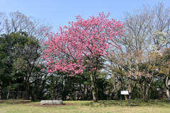 03本牧山頂公園【横浜緋桜の原木】20240331