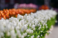 サムエル・コッキング苑【チューリップ：ホワイトドリーム】①20260106