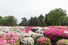 【神代植物公園(ツツジ)】③20160424