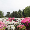 【神代植物公園(ツツジ)】③20160424