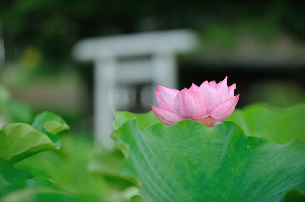【小山田神社の蓮】①20140712