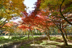 神代植物公園【かえで園(内部)】①20241203
