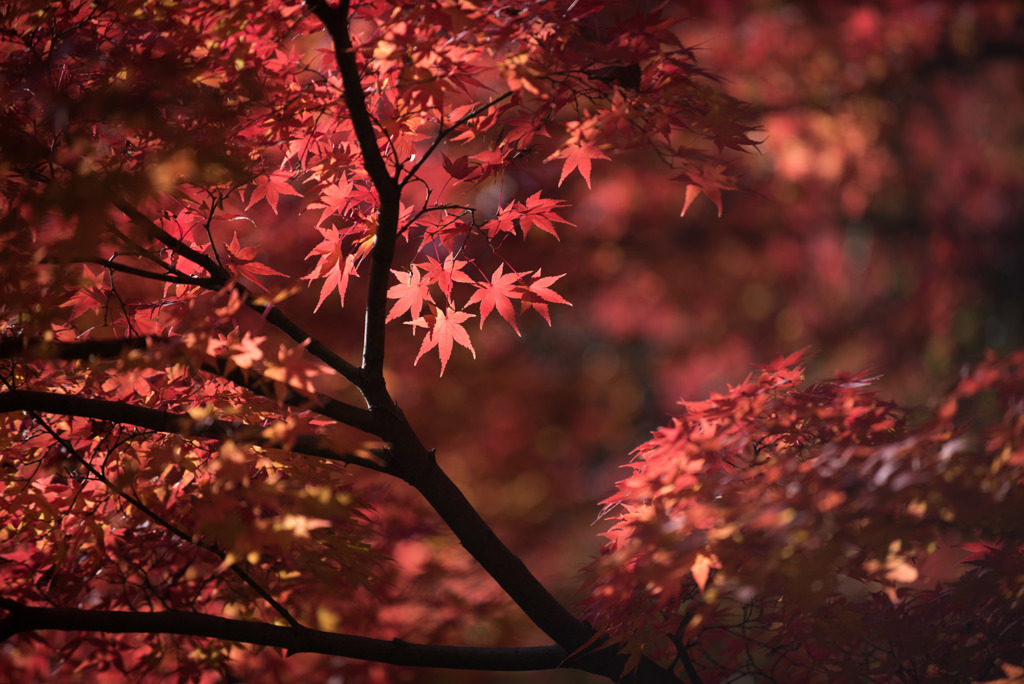 【旧古河庭園の紅葉】⑦20181201